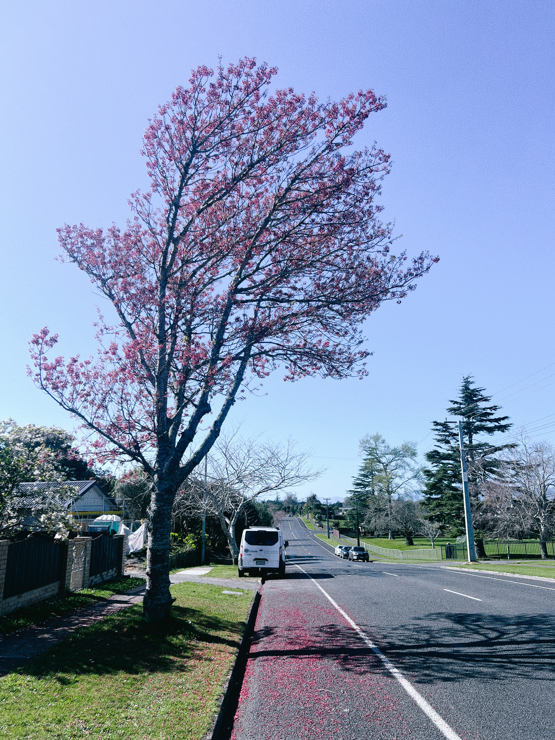 A tall tree with pink blossoms stands beside a quiet, empty road under a clear blue sky.